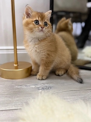  Wunderschöner Black Golden Kater   12 Wochen alt und ab sofort bereit für sein neues Zuhause 