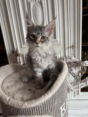 Maine Coon Kitten Ahsoka, Blue Smoke White, darf ab sofort ausziehen