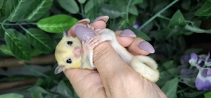 TPM sugar glider weiblich