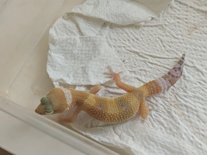 0.1 Tangieren Ghost ph raptor solarlinie 