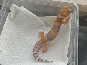 0.1 Pastel tangieren Bell Het Eclipse Red Devil line 