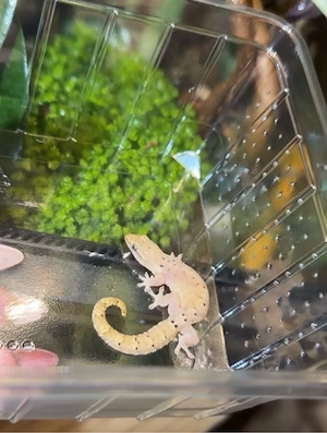 Jungferngecko Lepidodactylus Lugubris Gecko