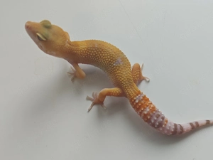 0.1 solar tangieren (wy) ph raptor 