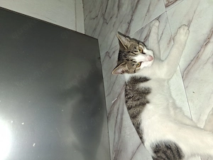 Liebevolles zuhause für kater