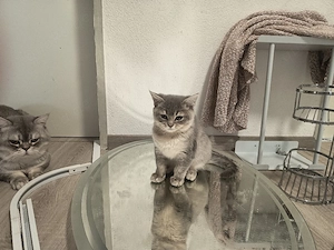 2 liebevolle BKH-Mix Kitten  verschiedene Farben abgabebereit Bild 3