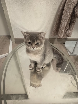 2 liebevolle BKH-Mix Kitten  verschiedene Farben abgabebereit Bild 4