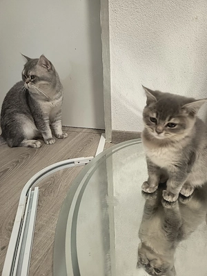2 liebevolle BKH-Mix Kitten  verschiedene Farben abgabebereit Bild 5
