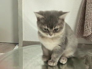 2 liebevolle BKH-Mix Kitten  verschiedene Farben abgabebereit