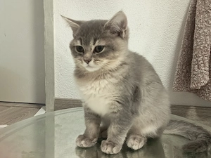 2 liebevolle BKH-Mix Kitten  verschiedene Farben abgabebereit Bild 2