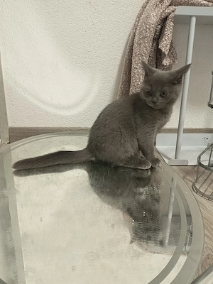2 liebevolle BKH-Mix Kitten  verschiedene Farben abgabebereit Bild 6