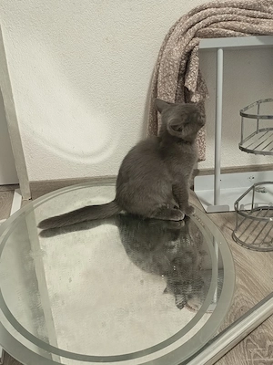 2 liebevolle BKH-Mix Kitten  verschiedene Farben abgabebereit Bild 8