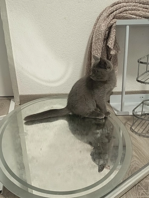 2 liebevolle BKH-Mix Kitten  verschiedene Farben abgabebereit Bild 7