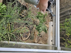Griechische Landschildkröten mit Zubehör abzugeben   