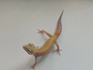 0.1 Eclipse Ghost tangieren ph tremper solar Linie 