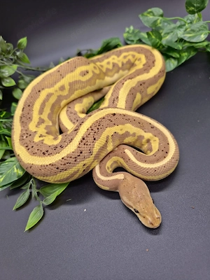1.0 Banana Cinnamon Leopard het Piebald (Herkunftsnachweis)