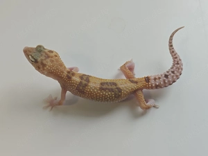 0.1 raptor 
