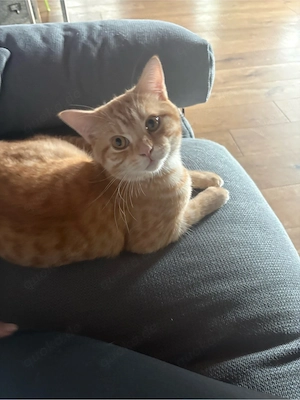 BKH Deckkater mit Blutbild