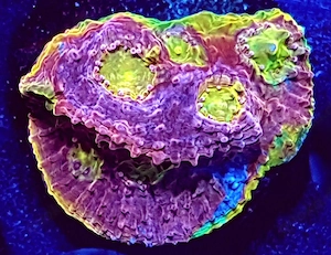Korallen, Korallenableger, Sps, Lps, Zoanthus, Weichkorallen 