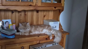 main coon Kater 
