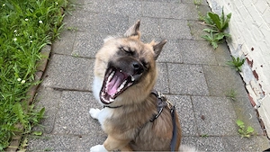 Rocky sucht ein neues zuhause 