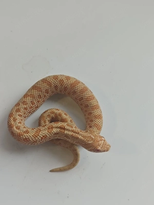 0.1 pink Pastel Albino conda 