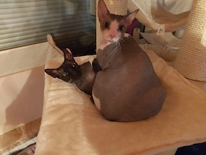2 Kastrierte Sphynx Kater 