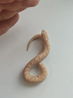 pink Pastel Albino conda 