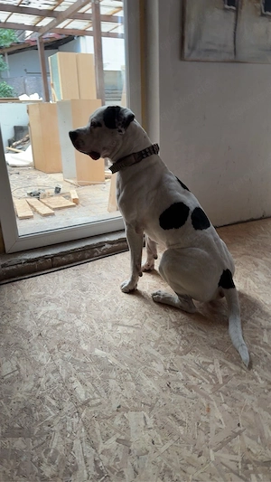 american bulldog mix 