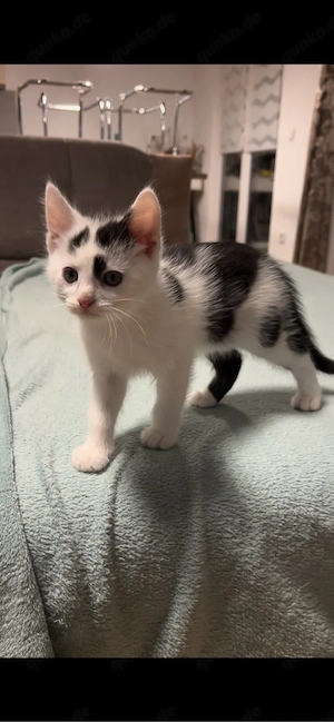 Baby Katze 