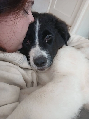 Süße Kuschelmaus Lana sucht liebevolles Zuhause 