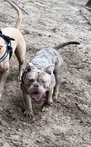 American Exotic Bully Deckrüde - Lox | ABKC-Papiere