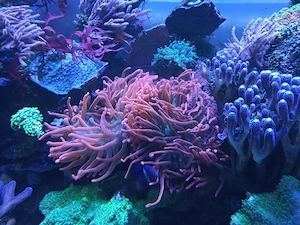 meerwasser Anemone Blasenanemone
