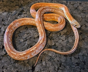 Blood Tessera 