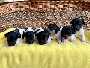 Wunderschöne Jack Russell Terrier Welpen ab Mitte Oktober abzugeben