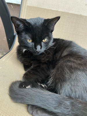 Wunderschöner schwarzer Kater sucht ein liebevolles Zuhause