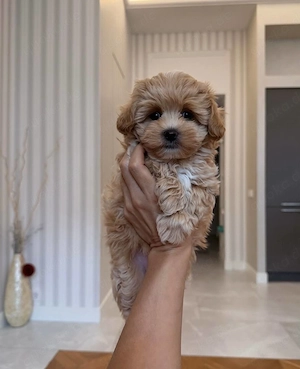 Malti poo F1 Hündin   Cappuccino-Farbe