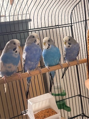 4 wellensittich weibchen 