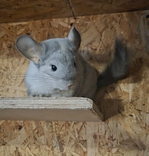 Drei Chinchilla-Mädels suchen ein Zuhause