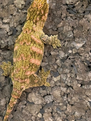 Gecko, 0,1 Rhacodactylus leachianus Mount Koghis, Friedel Linie