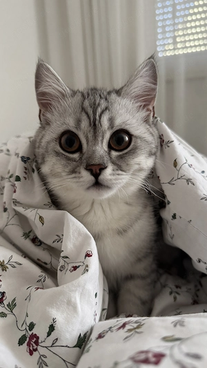 Silver Tabby BKH Kitten abzugeben