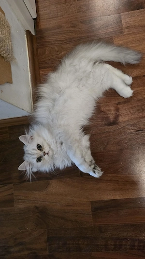 Perserkitten Perserkätzchen