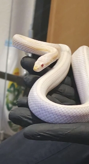 Kornnatter 1.0 albino ,tessera 