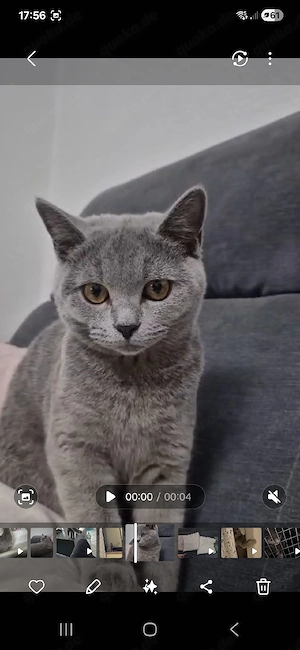 British Kurzhaar Katze 