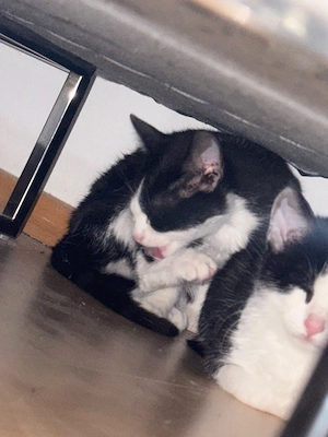 babykatzen Kitten + alles dabei! 