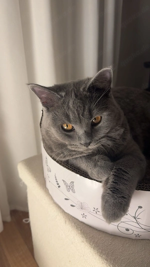 BKH Kitten abzugeben