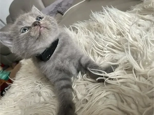 Kitte Britisch Kurzhaar Männchen Farbe: Blue