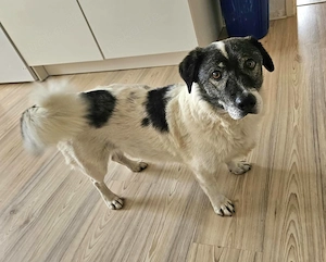 Mikruli  - ein Hundeherz sehnt sich nach Liebe 