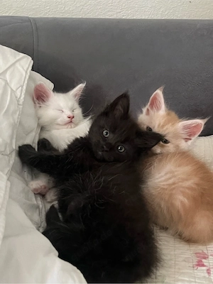    Maine-Coon-Kitten   2 Kater suchen ein liebevolles Zuhause   