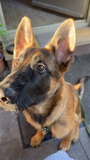 malinois x deutscher schäferhund