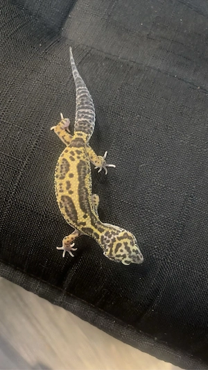 1.1 leopardgecko 
